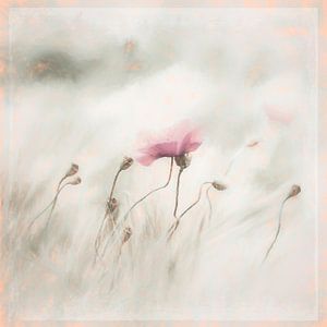 Mohnblume im Feld