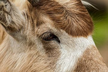 Close-up grote koedoe. van Michar Peppenster