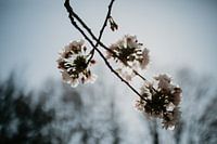 Blossom in backlight