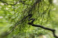 Winding tree branch