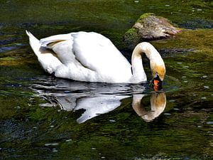 Schwanensee - Spiegelbild