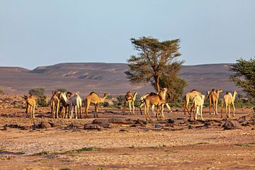 Kamelen in de Sahara van Roland Brack