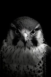 Falcon by Poster Art Shop