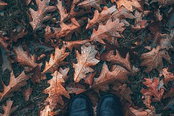 Die Herbstboten sind da,  Blätter am Boden von Sabine Schemken