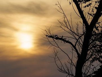 Tree silhouette at Erodios sunset by Luc V. de Zeeuw