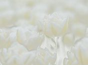 Tulpen von Sigrid Westerbaan Miniaturansicht