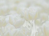 Tulpen