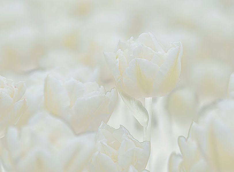 Tulpen von Sigrid Westerbaan