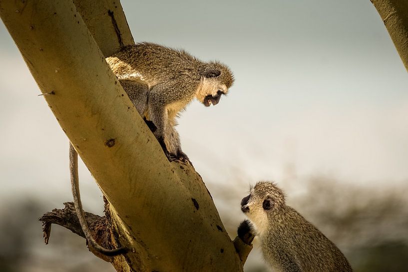 2 Vervit monkeys in discussion by Erwin Floor