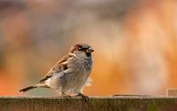 Spatz in Herbstfarben von Kitty van Helmond Miniaturansicht