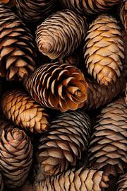 Pomme de pin diversité sur Poster Art Shop