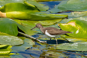 Common Sandpiper Foraging on Lily Pad Stems