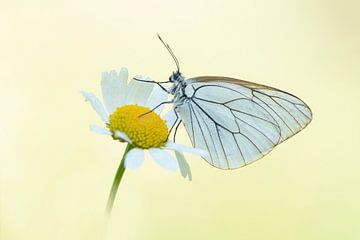 Groot geaderd witje op margriet van Elles Rijsdijk
