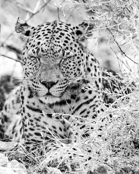 Schlafender Leopard unter Busch in schwarz-weiß | Wildlife Afrika Naturfotografie