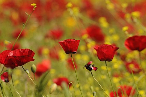Coquelicots dans le colza sur Peter Zwitser