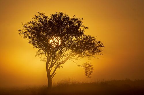 zon op komst op de heide