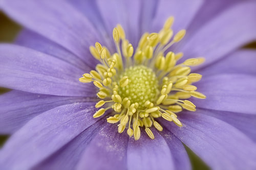 In the heart of the flower