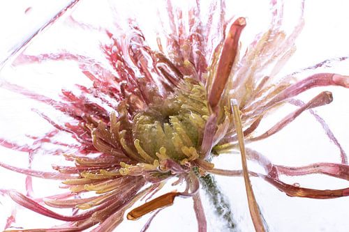 Chrysanthème dans la glace cristalline