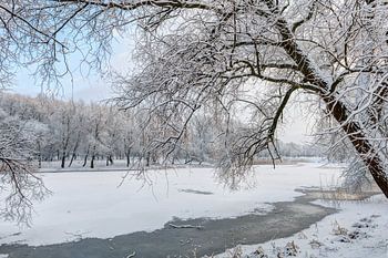Besneeuwde bomen in zonnige winterochtend. Noord-Europa