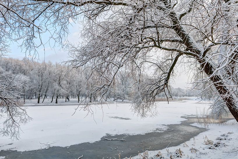 Snowy trees in sunny winter morning. North Europe by Yevgen Belich