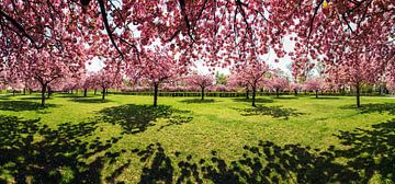 Cherry Blossom by Frank Herrmann