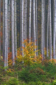 Kleine loofboom in herfstmist voor een naaldbos van Daniel Pahmeier