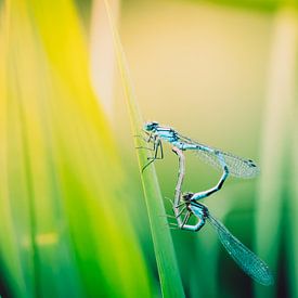 The wheel sur Marloes van Mourik