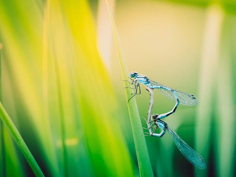 The wheel by Marloes van Mourik