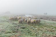 Schapen in de mist van Richard Janssen thumbnail