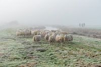Sheep in the myst