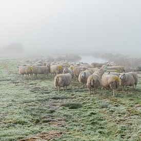 Sheep in the myst by Richard Janssen