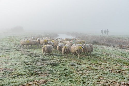 Schapen in de mist