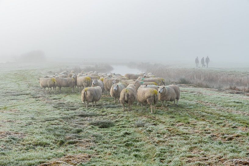 Schapen in de mist van Richard Janssen