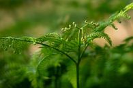 Bishop's staff of young fern by Captured Created by Cathleen thumbnail