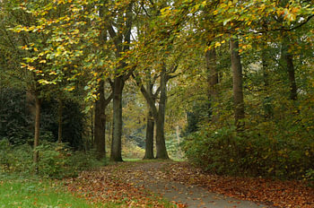 forest path Rijswijk