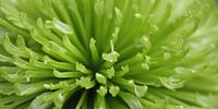 Groene chrysant