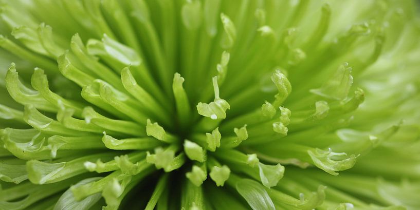 Groene chrysant by Rob Hendriks