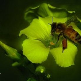 Ari Kordonsky Profilfoto