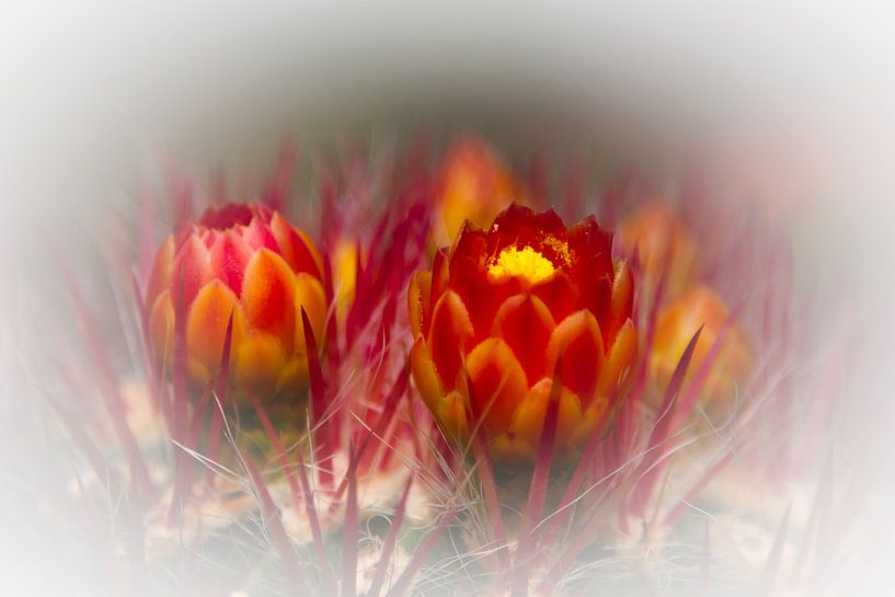 Kakteenblüte von Ursula Di Chito