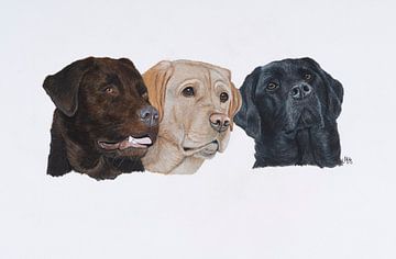 Drie Labradors bruin, geel en zwart