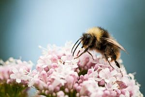 Hommel zit op roze bloem