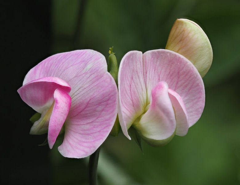 Stylish by nature! Wild Lathyrus among the greenery. by Marjon Woudboer