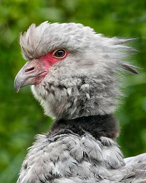 tufted fowl coot : Blijdorp Zoo by Loek Lobel