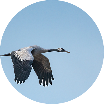 Kraanvogel vliegend in de lucht tijdens de herfst migratie van Sjoerd van der Wal Fotografie