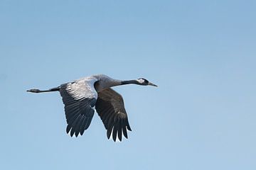 Kraanvogel vliegend in de lucht tijdens de herfst migratie van Sjoerd van der Wal