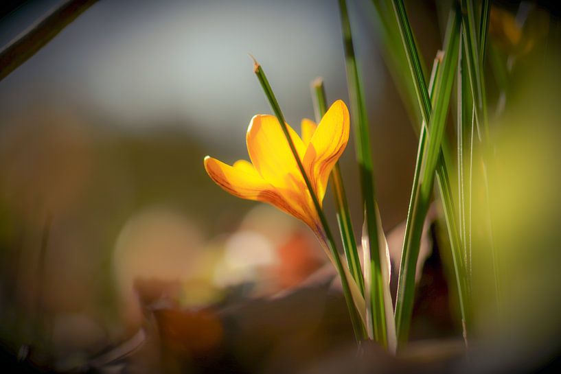 gele krokus van Tania Perneel