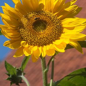 Sunflower by Eric Verhoeven
