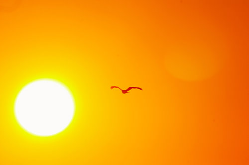 Red kite flies towards the rising sun
