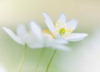 Fragile Anemones