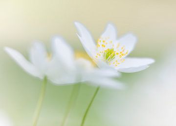 Fragile Anemones by Jacqueline de Groot